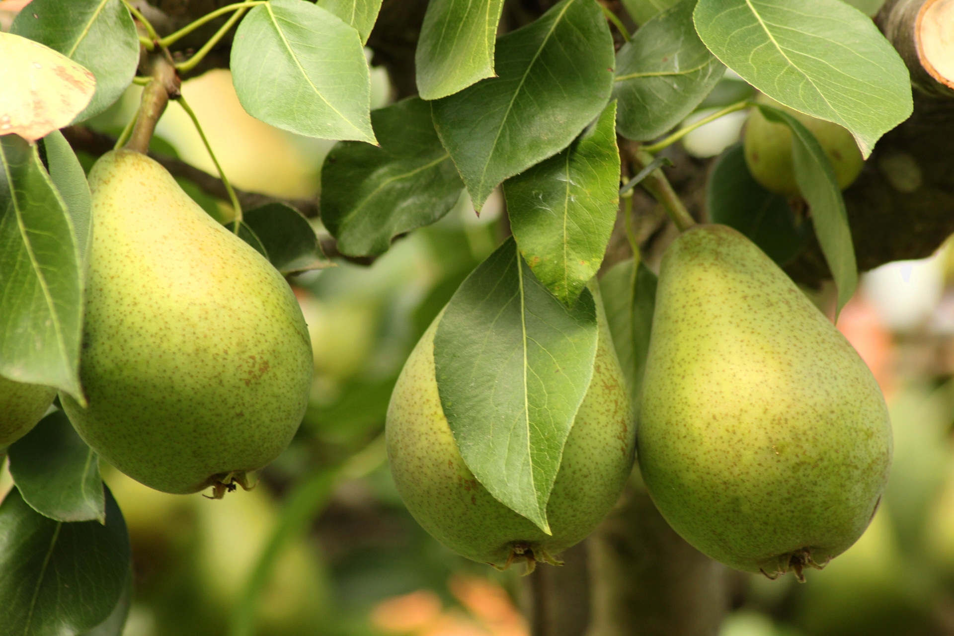 Pear 3570895