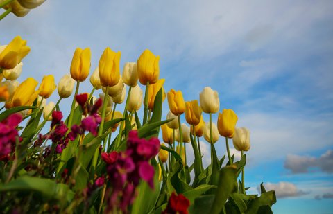 Tulips web